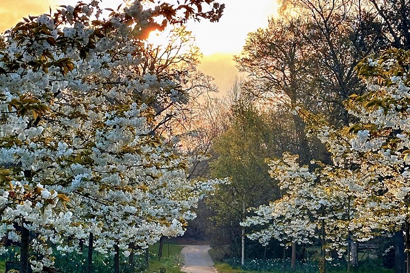 Cannizaro Park cherry trees