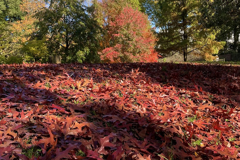 Autumn leaves in Cannizaro Park