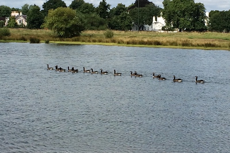 Geese on Rushmere