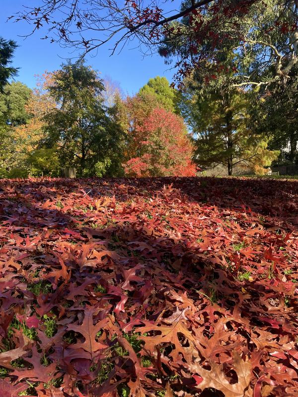 Autumn leaves in Cannizaro Park