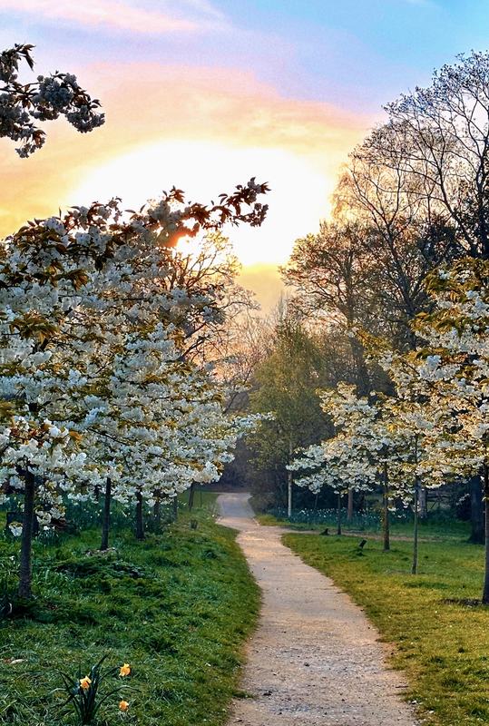 Cannizaro Park cherry trees