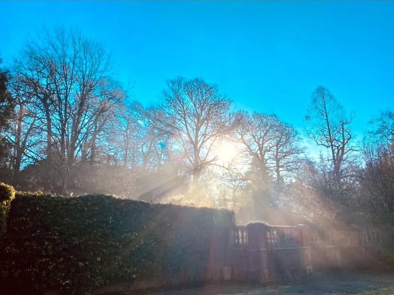 Low winter sun breaking through bare trees above a hedge and balustrade