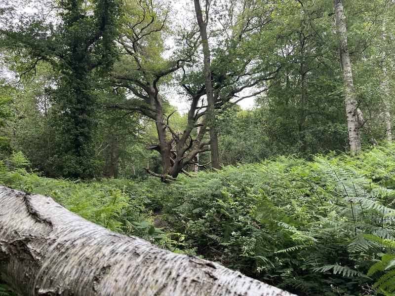 A fallen silver birch trunk in front of an ancient oak surrounded by bracken