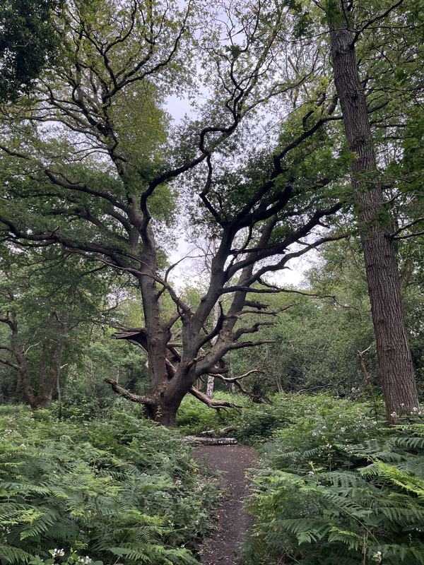 An old spreading oak above a woodland path lined with ferns