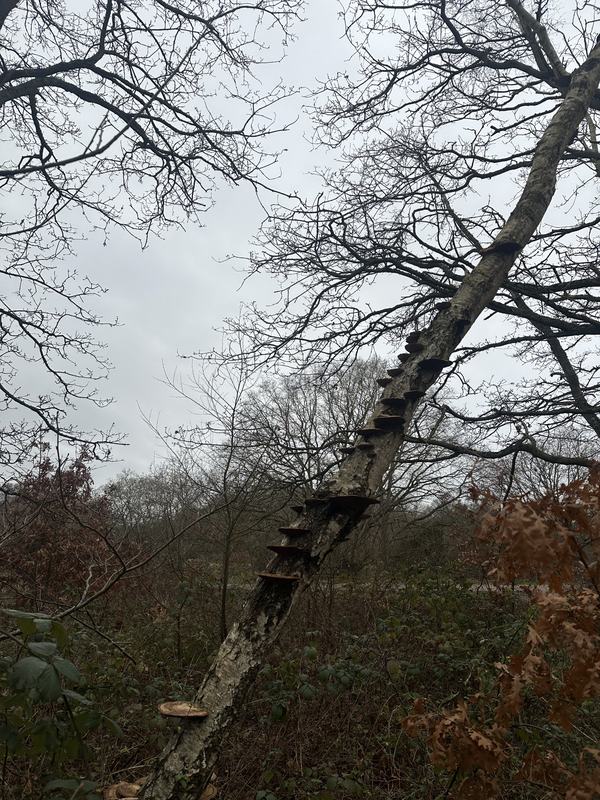 A row of bracket fungi climbing a leaning silver birch in winter
