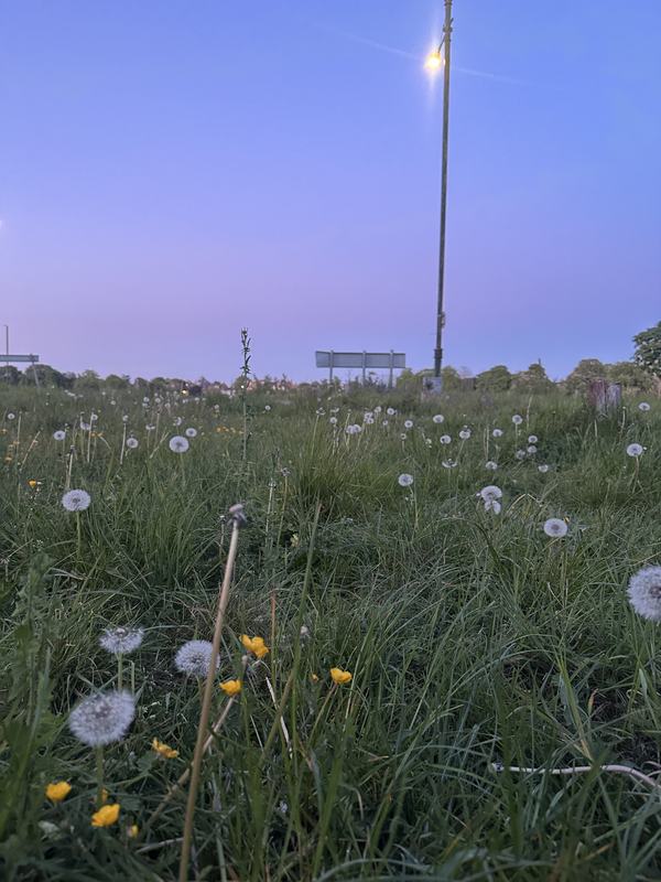 Dandelion clocks and buttercups in long grass under a violet dusk sky