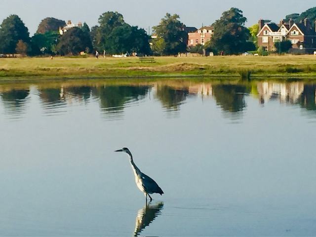 A grey heron standing in the still water of Rushmere pond