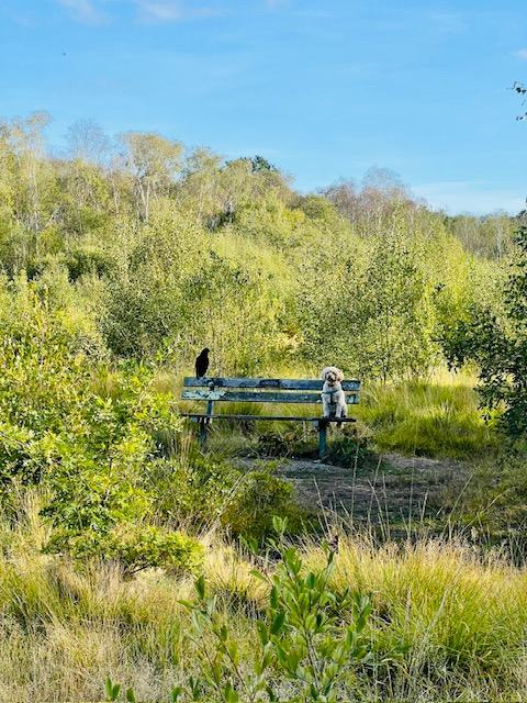 A dog and a crow sitting on the same bench in late summer