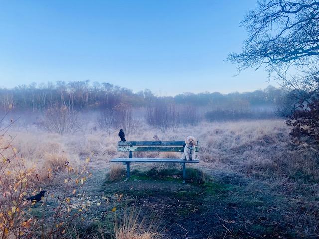 A dog and a crow sharing a bench on a frosty, misty morning