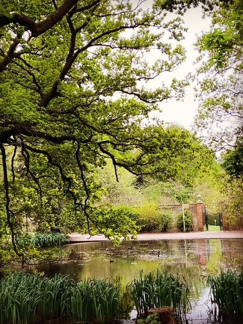 Spring leaves overhanging the pond in Cannizaro Park