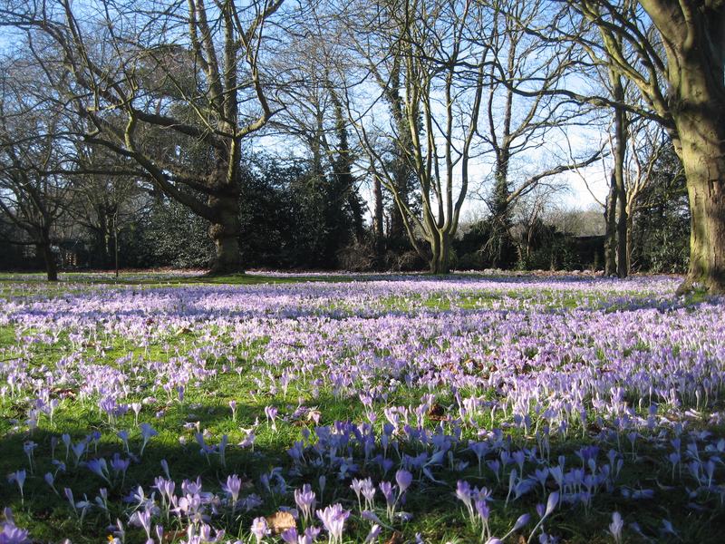 Crocuses in  Cannizaro  Park