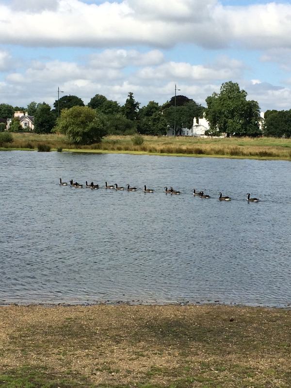 Geese on Rushmere